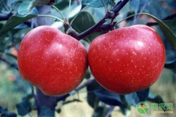 苹果树缺铁症发生原因、症状表现、防治措施